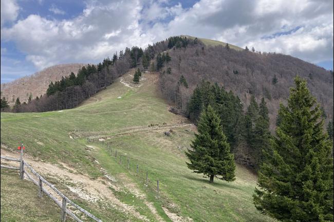 Slika